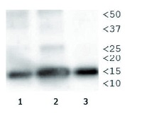 H3T3pK4me1 | Histone H3 (p Thr3, monomethylated Lys4) in the group Antibodies Plant/Algal / DNA/RNA/Cell Cycle / Epigenetics/DNA methylation at Agrisera AB (Antibodies for research) (AS16 3168)
